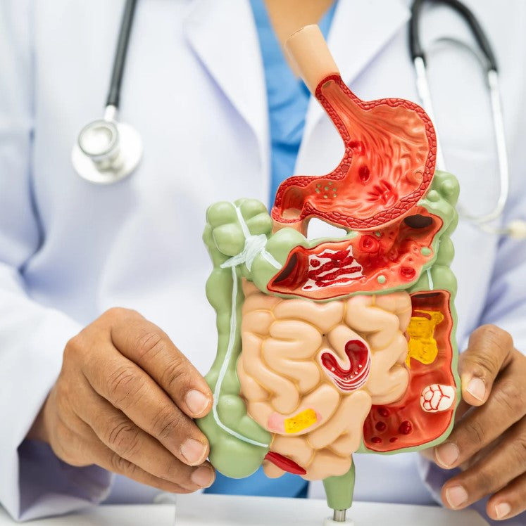 DNA Gut